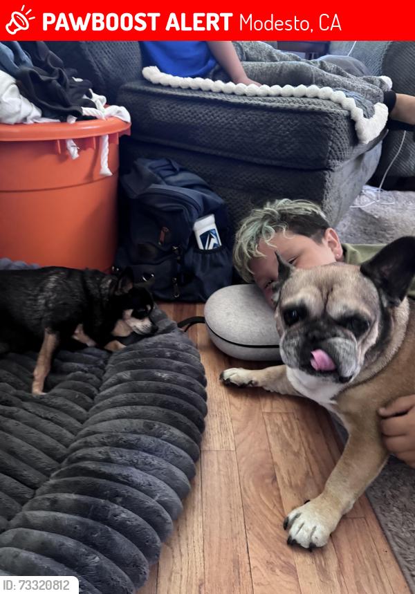 Lost Male Dog last seen Sunrise and burke, Modesto, CA 95350