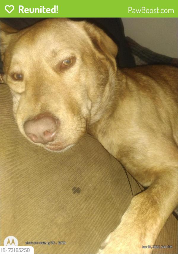 Reunited Male Dog last seen 19th street, San Antonio, TX 78207