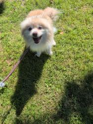 Reunited Female Dog last seen Franklin street extension, Danbury, CT 06811