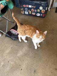 Found/Stray Female Cat last seen 104th and Tower, Commerce City, CO 80022