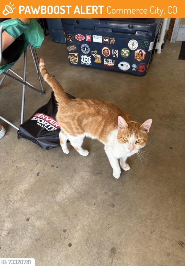 Found/Stray Female Cat last seen 104th and Tower, Commerce City, CO 80022