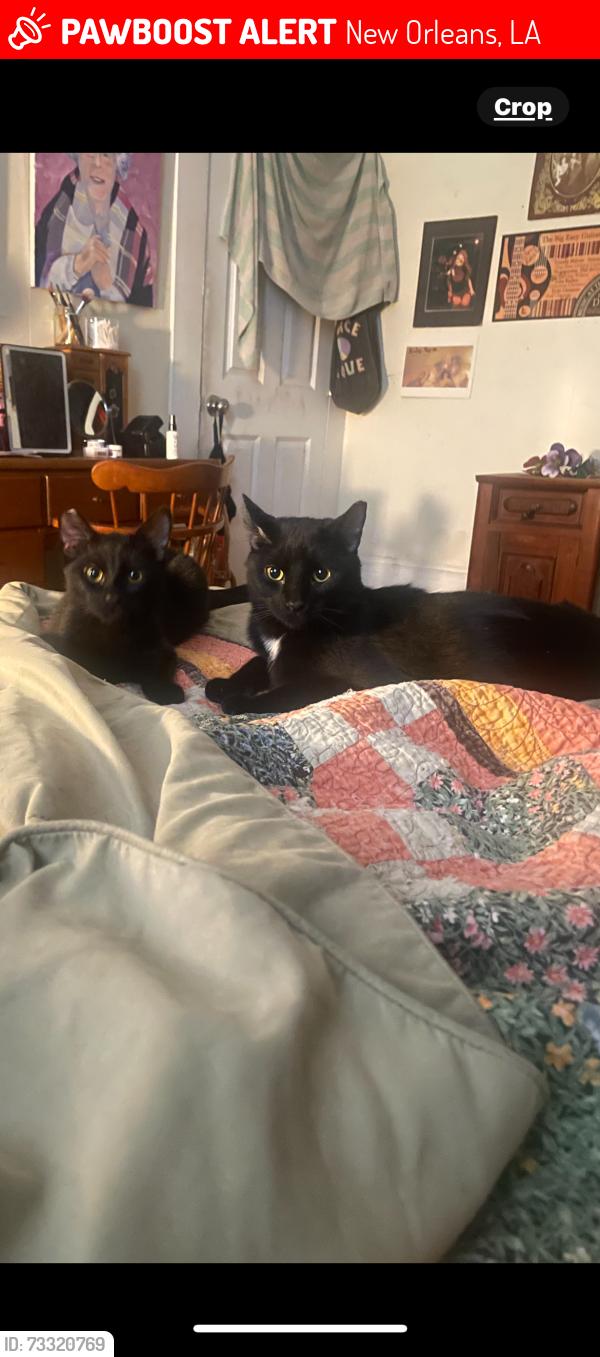 Lost Male Cat last seen Near Governor Nicholls st/ between Bourbon and Royal st, New Orleans, LA 70116