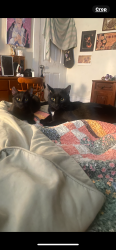 Lost Male Cat last seen Near Governor Nicholls st/ between Bourbon and Royal st, New Orleans, LA 70116
