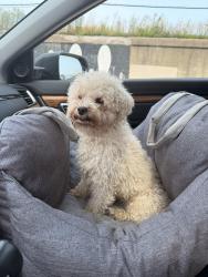 Found/Stray Unknown Dog last seen W Chicago ave & n Kostner ave, Chicago, IL 60651