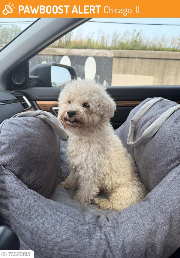 Found/Stray Unknown Dog last seen W Chicago ave & n Kostner ave, Chicago, IL 60651