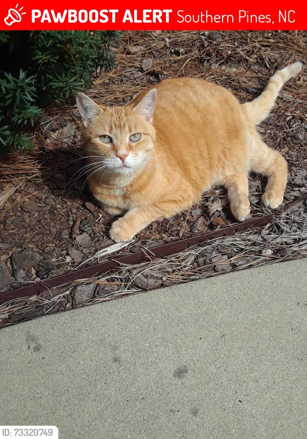 Lost Female Cat last seen Valley View Rd next to Hyland Hills Golf Club, Southern Pines, NC 28387