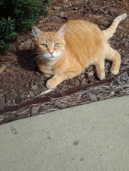 Lost Female Cat last seen Valley View Rd next to Hyland Hills Golf Club, Southern Pines, NC 28387
