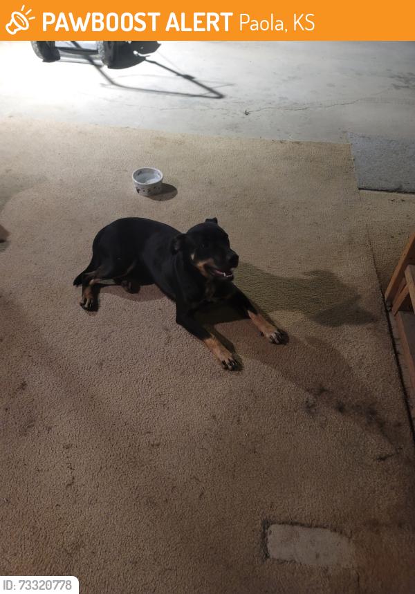 Found/Stray Male Dog last seen Lone star and 287th st, Paola, KS 66071