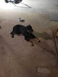 Found/Stray Male Dog last seen Lone star and 287th st, Paola, KS 66071