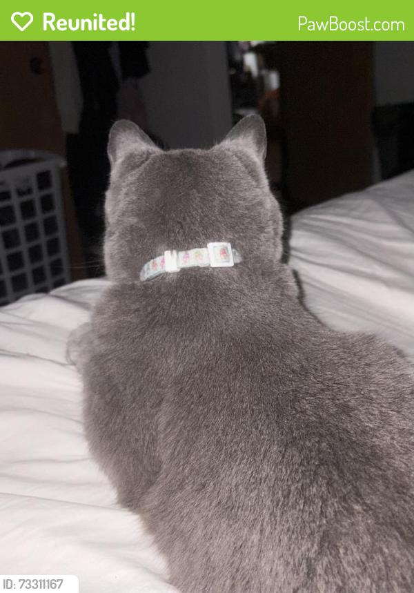 Reunited Male Cat last seen in front of oak terrace apmts, Oak Creek, WI 53154