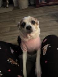 Lost Female Dog last seen Cambia subdivision off Cyanamid Rd Mulat Rd, Milton, FL 32583