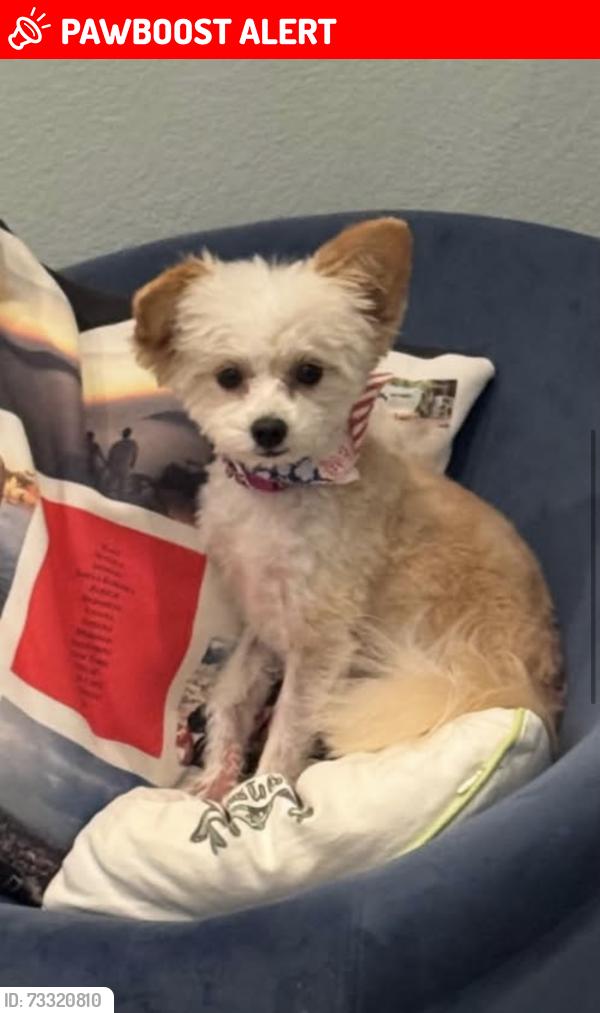 Lost Female Dog last seen Rolling Hills Rd, Rolling Hills Estates, CA 90274