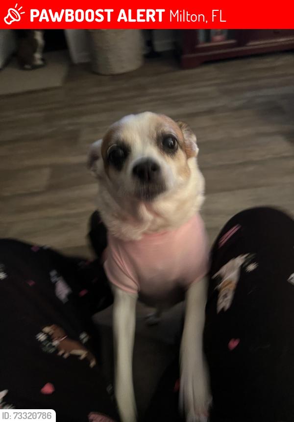 Lost Female Dog last seen Cambia subdivision off Cyanamid Rd Mulat Rd, Milton, FL 32583