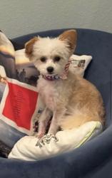 Lost Female Dog last seen Rolling Hills Rd, Rolling Hills Estates, CA 90274