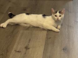 Reunited Female Cat last seen Near S Willowbrook Ave, Compton, CA 90220, USA, Compton, CA 90220