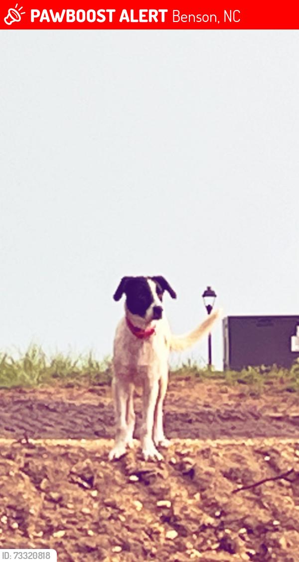 Lost Female Dog last seen Benson hardee/ elevation rd, Benson, NC 27504