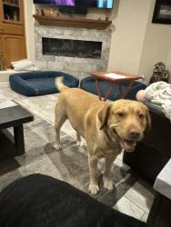 Lost Male Dog last seen Corte Bella country Club, Sun City West, AZ 85375