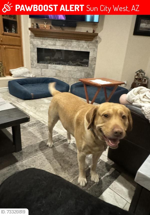 Lost Male Dog last seen Corte Bella country Club, Sun City West, AZ 85375