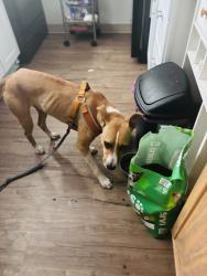 Found/Stray Male Dog last seen 28th and Schiller . Wimbledon apmts, Portland, OR 97202