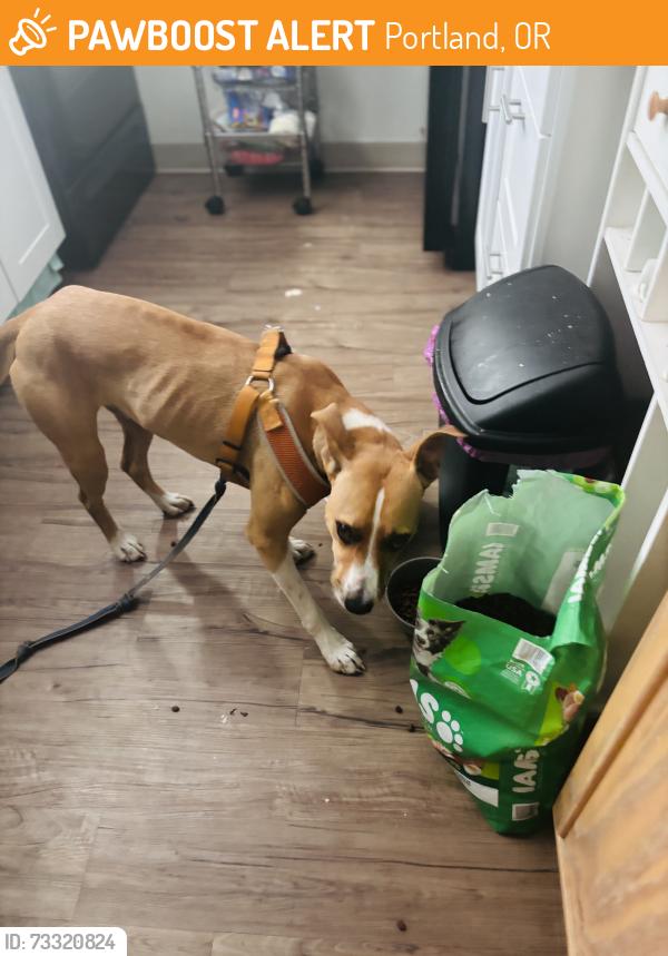 Found/Stray Male Dog last seen 28th and Schiller . Wimbledon apmts, Portland, OR 97202