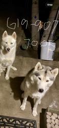 Reunited Female Dog last seen Near Goodyear St, San Diego, CA 92113, USA, San Diego, CA 92113
