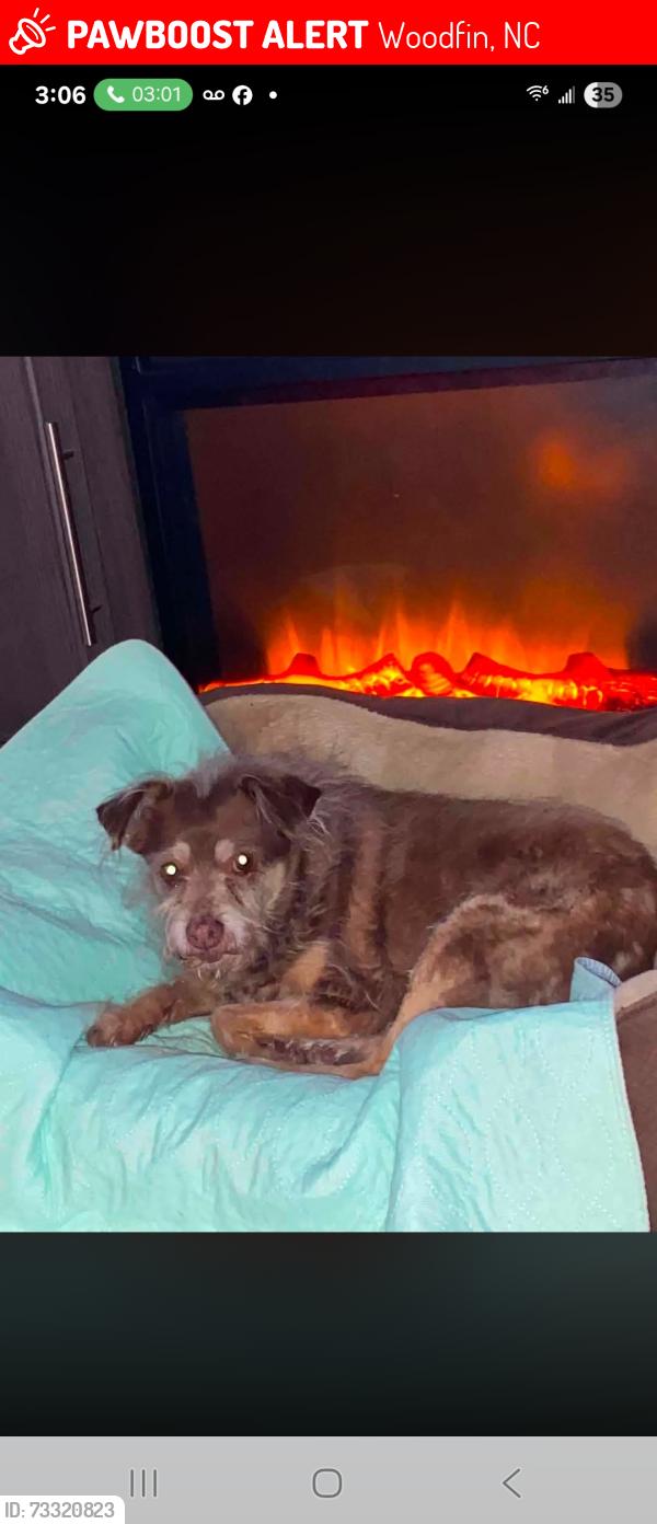 Lost Female Dog last seen Near union street Asheville nc 28804, Woodfin, NC 28804