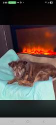 Lost Female Dog last seen Near union street Asheville nc 28804, Woodfin, NC 28804
