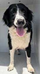 Shelter Stray Female Dog last seen Midwest City, 8485 E Reno Ave, Midwest City, OK 73110, USA