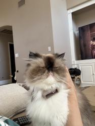 Reunited Female Cat last seen N vista ave, Fresno, CA 93711