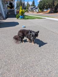 Reunited Female Dog last seen Verde and 9th St, Tacoma, WA 98405