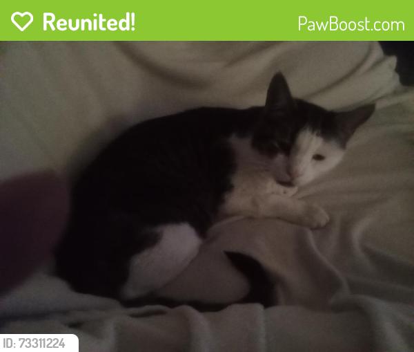 Reunited Male Cat last seen East main, Rome, GA 30161