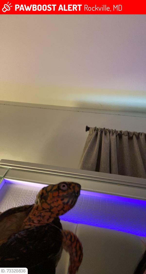 Lost Female Other last seen She escaped my hse, Rockville, MD 20851