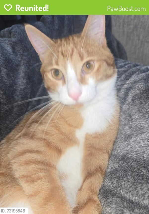 Reunited Male Cat last seen Grande Palms Neighborhood, Bolivia, NC 28422