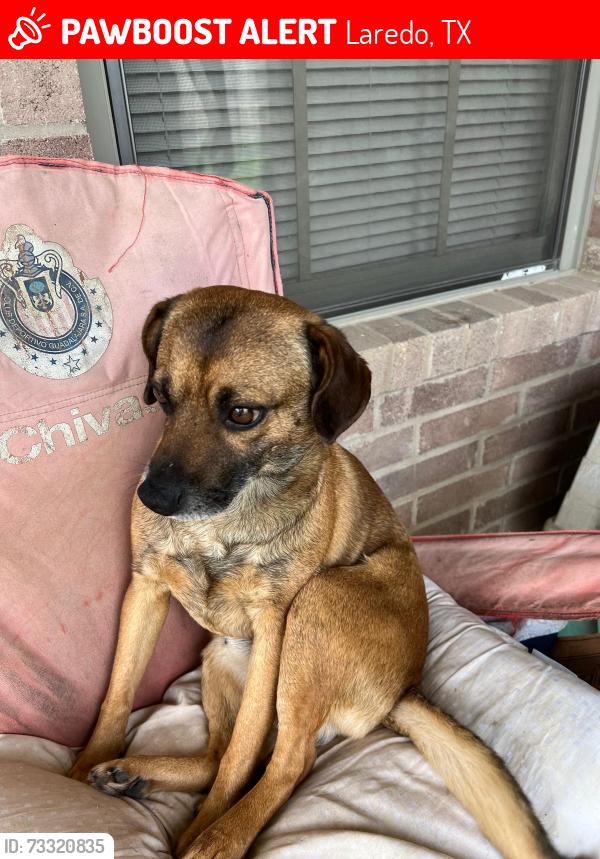 Lost Male Dog last seen Colonia Tiara, Laredo, TX 78045