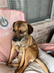 Lost Male Dog last seen Colonia Tiara, Laredo, TX 78045