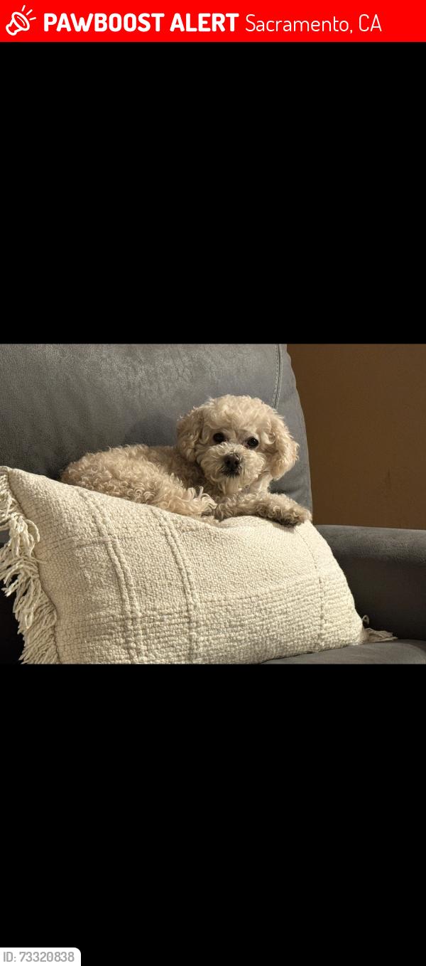 Lost Male Dog last seen Stockton blvd, Sacramento, CA 95822