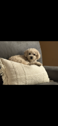 Lost Male Dog last seen Stockton blvd, Sacramento, CA 95822