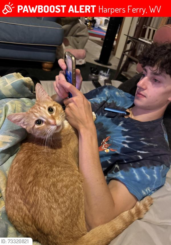 Lost Male Cat last seen Blue Ridge Acres, Harpers Ferry, WV 25425