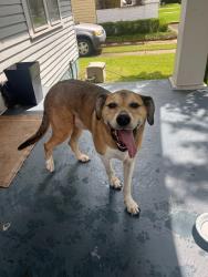 Reunited Male Dog last seen Brown street mobile al, Mobile, AL 36604