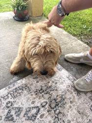 Reunited Unknown Dog last seen Stonebriar, Orlando, FL 32826
