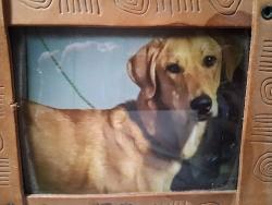 Lost Female Dog last seen 3rd and g, Wheatland, CA 95692