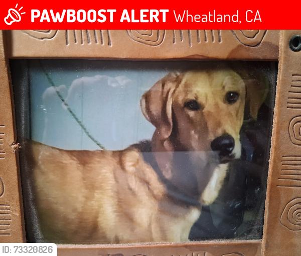 Lost Female Dog last seen 3rd and g, Wheatland, CA 95692