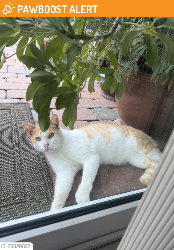 Found/Stray Male Cat last seen Gunn Hwy & Casey Rd, Greater Carrollwood, FL 33624