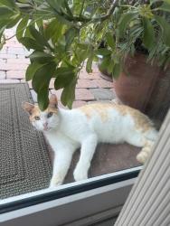 Found/Stray Male Cat last seen Gunn Hwy & Casey Rd, Greater Carrollwood, FL 33624