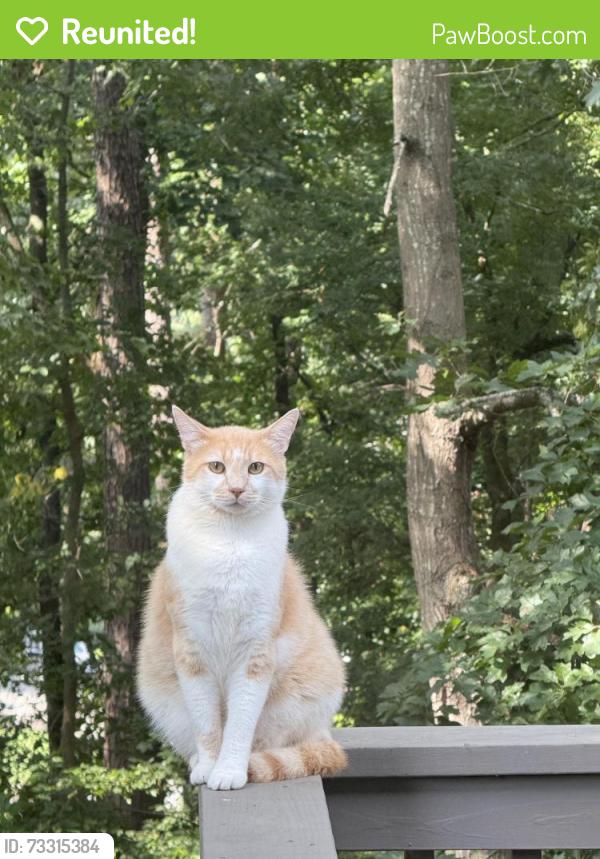 Reunited Male Cat last seen In Longpointe Subdivision on Legend Run at our hse, Forsyth County, GA 30005