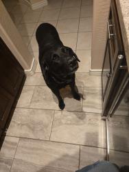 Lost Male Dog last seen Corte Bella Country Club, Sun City West, AZ 85375