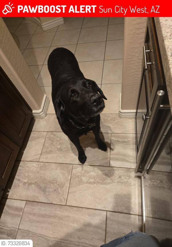 Lost Male Dog last seen Corte Bella Country Club, Sun City West, AZ 85375