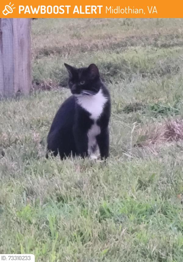 Found/Stray Unknown Cat last seen Genito & Hull Street, Midlothian, VA 23112