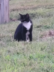 Found/Stray Unknown Cat last seen Genito & Hull Street, Midlothian, VA 23112