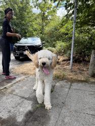 Found/Stray Unknown Dog last seen 23rd SW and SW Andover, Seattle, WA 98106